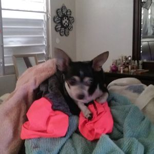 Meet your Posher, Liz